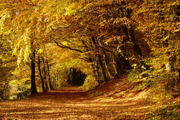 Bildgedicht: Goldener Herbst