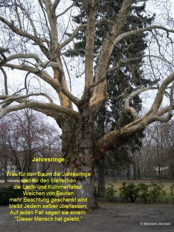 Bildgedicht: Jahresringe