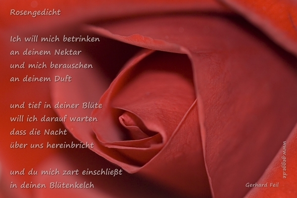 Bildgedicht: Rosengedicht