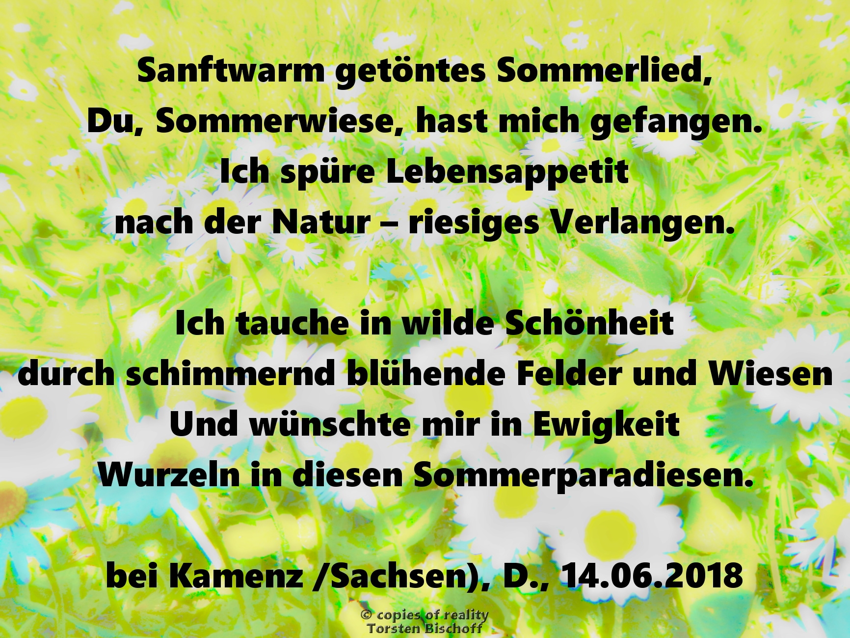 Bildgedicht: Sommerwiese