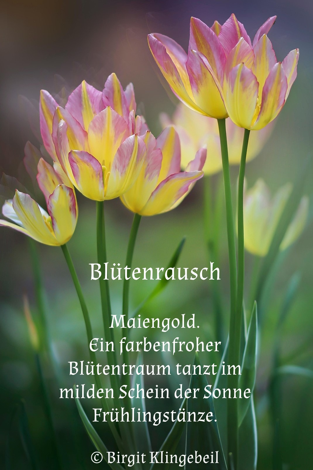 Bildgedicht: Bl&uuml;tenrausch