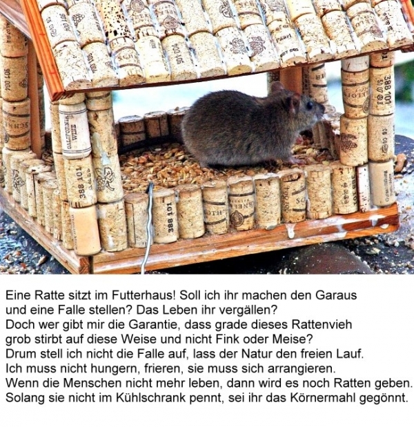 Bildgedicht: Ratte im Futterhaus