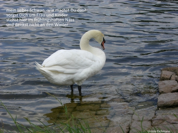 Bildgedicht: der Schwan