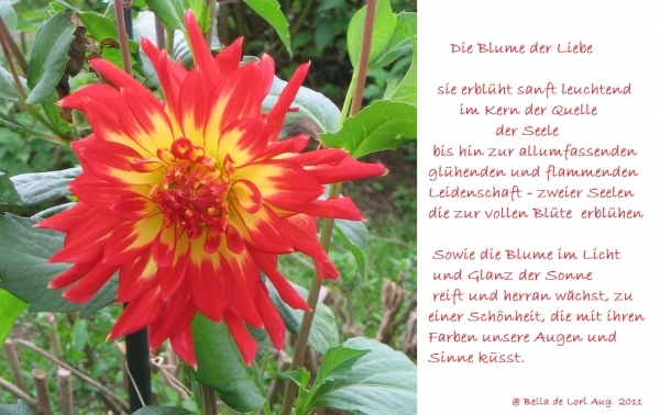 Bildgedicht: Die Blume der Liebe