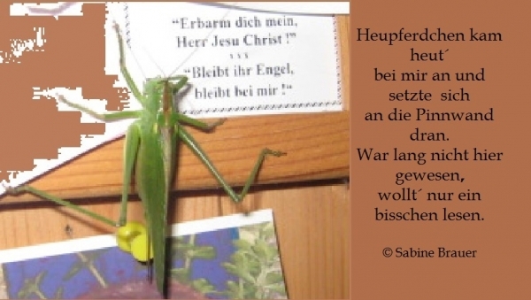 Bildgedicht: Besuch aus dem Garten