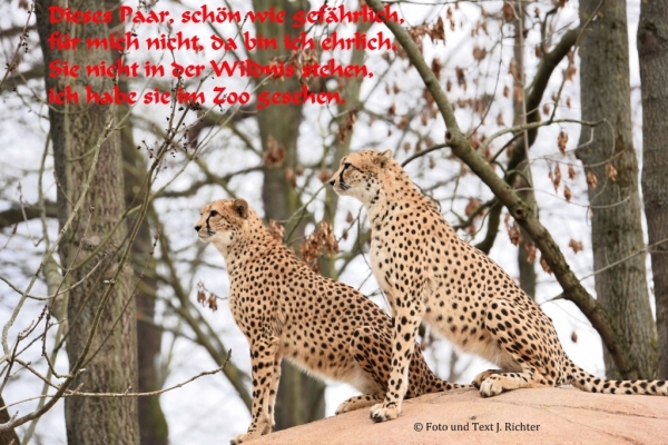 Bildgedicht: Zoo 2014