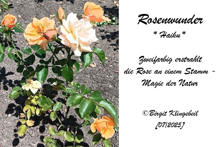 Bildgedicht: Rosenwunder