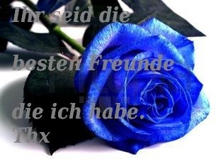 Bildgedicht: Rose der Frendschaft