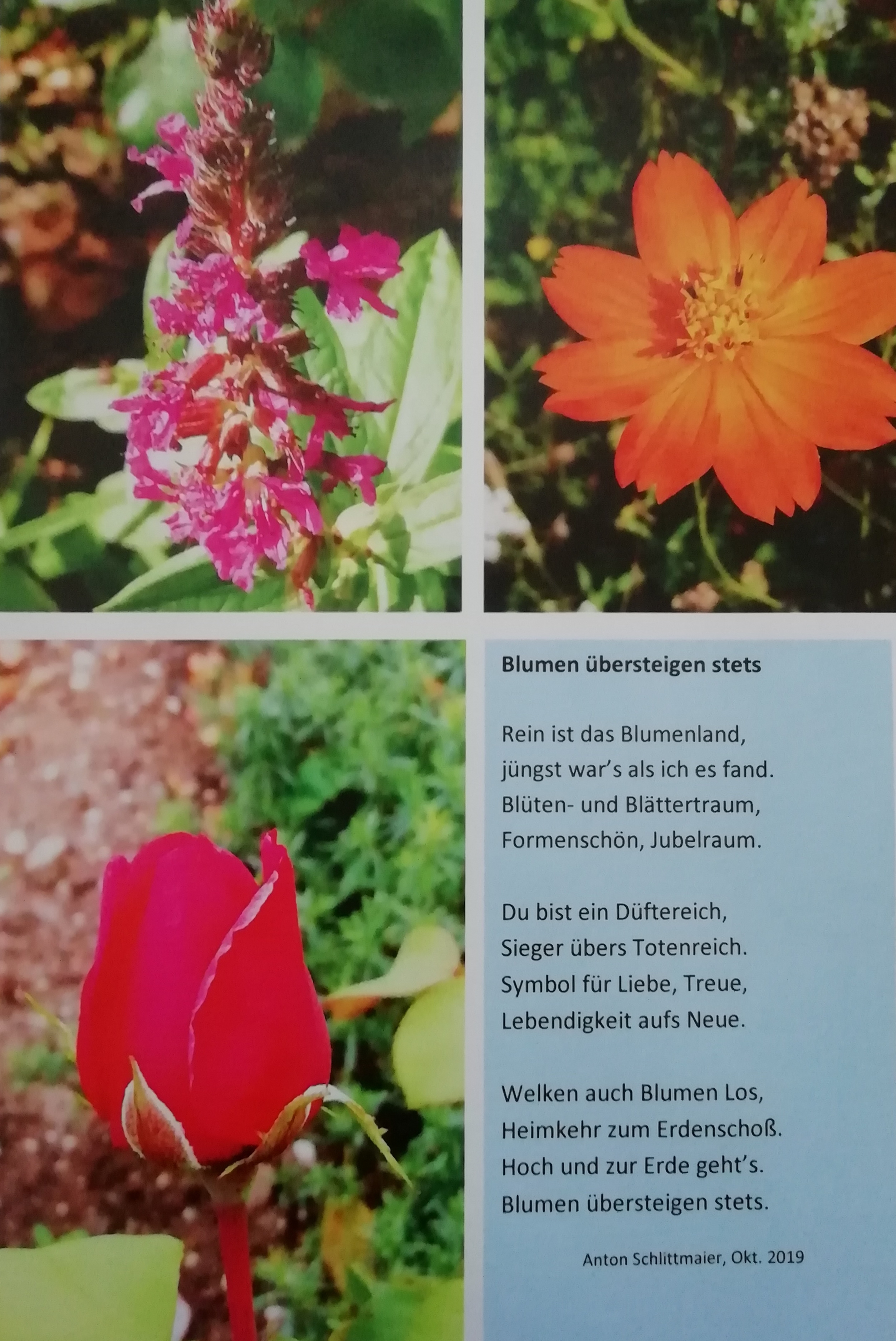 Bildgedicht: Blumen überschreiten stets