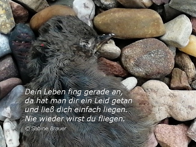 Bildgedicht: Tod eines jungen Vogels