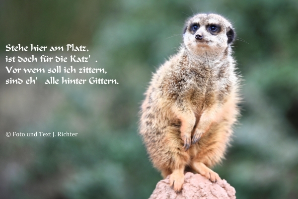 Bildgedicht: Zoo 2015