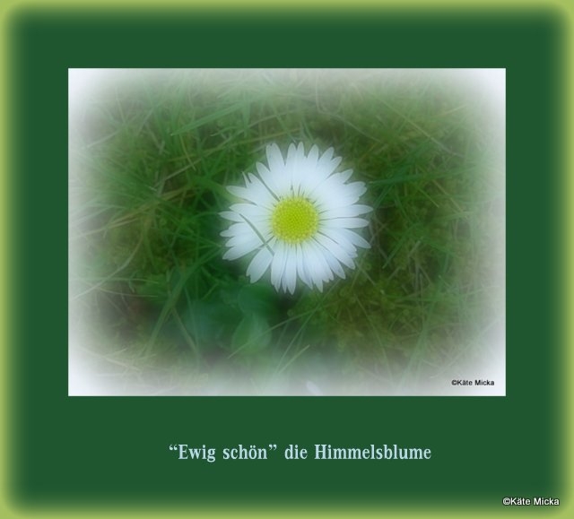 Bildgedicht: Meine Himmelsblume