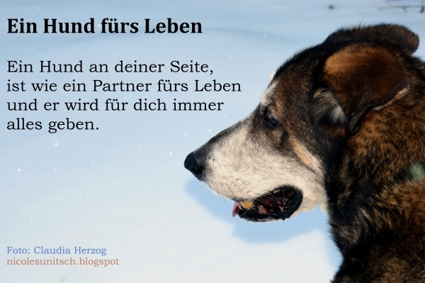 Bildgedicht: Ein Hund fürs Leben