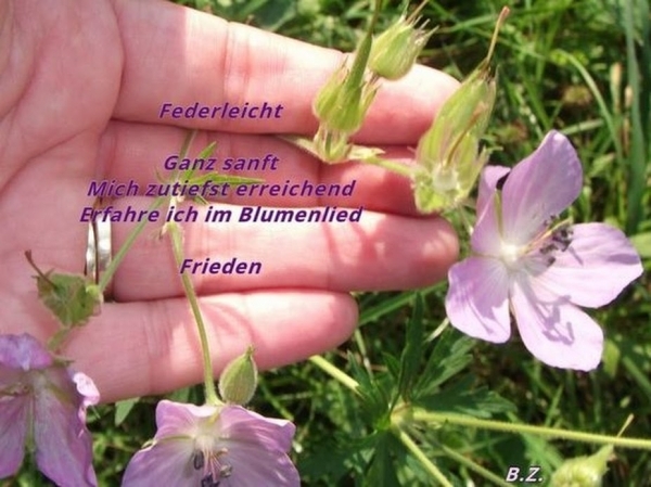 Bildgedicht: Blumenlied