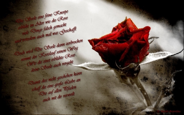 Bildgedicht: Liebe ist wie ein Rose