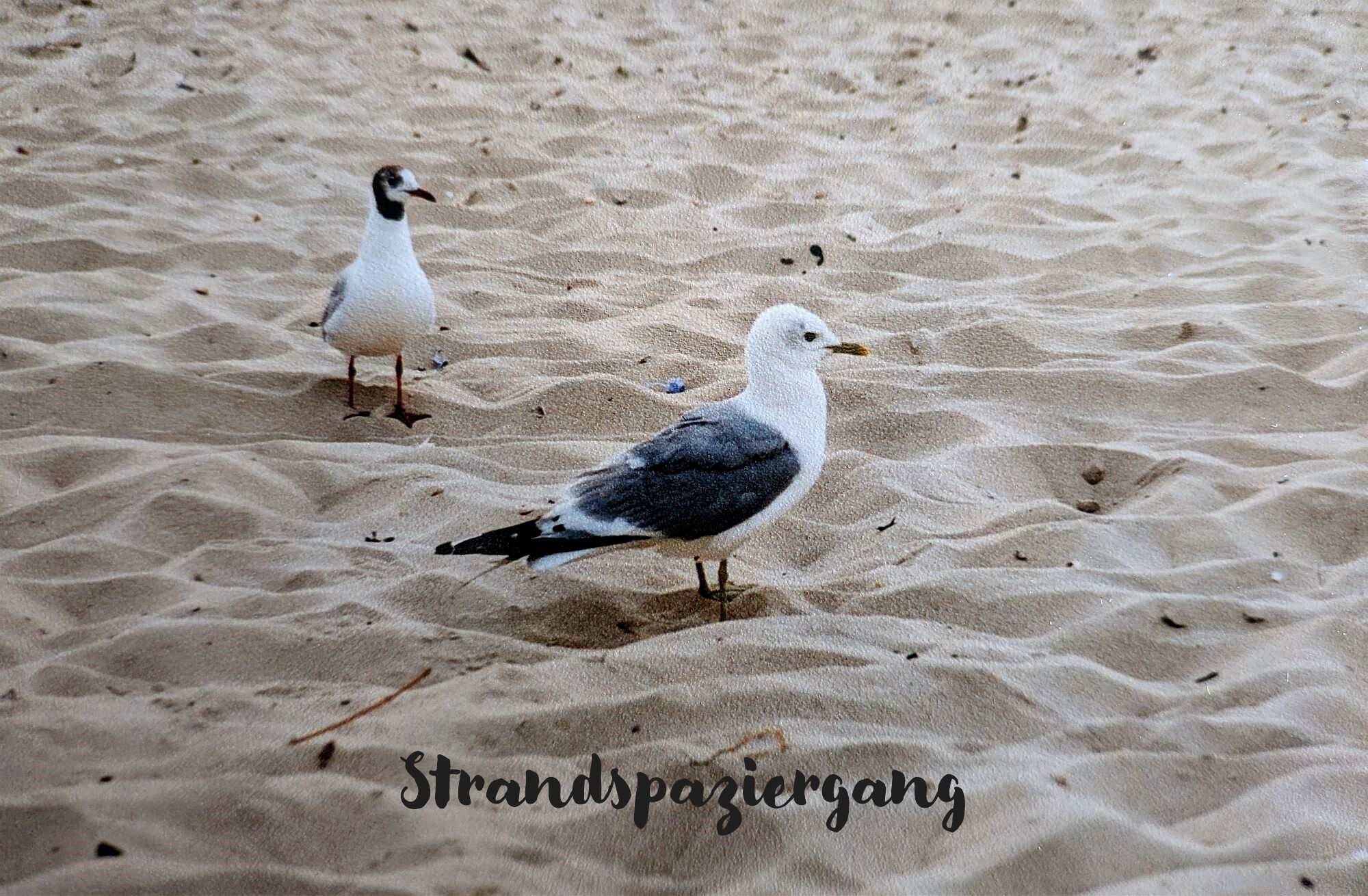 Bildgedicht: Strandspaziergang