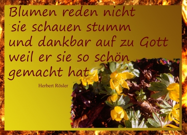 Bildgedicht: Blumen blühen