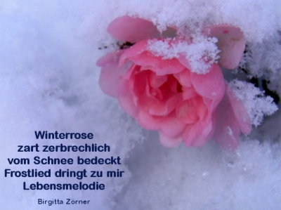 Bildgedicht: Winterrose