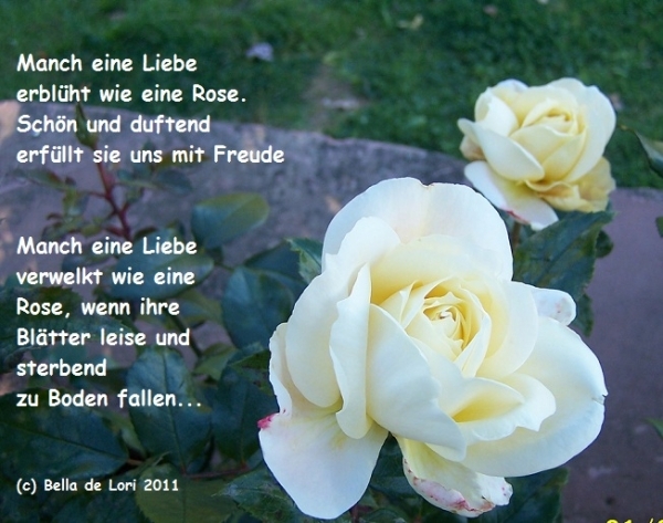 Bildgedicht: Die Liebe & die Rose..