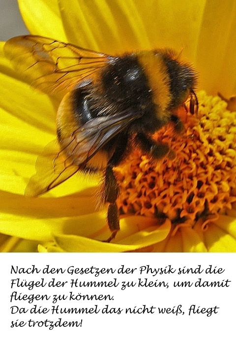 Bildgedicht: Die Hummel