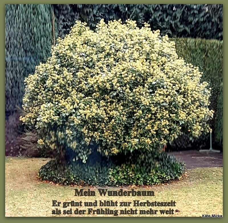 Bildgedicht: Mein Wunderbaum