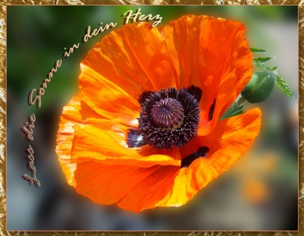 Bildgedicht: Roter Mohn