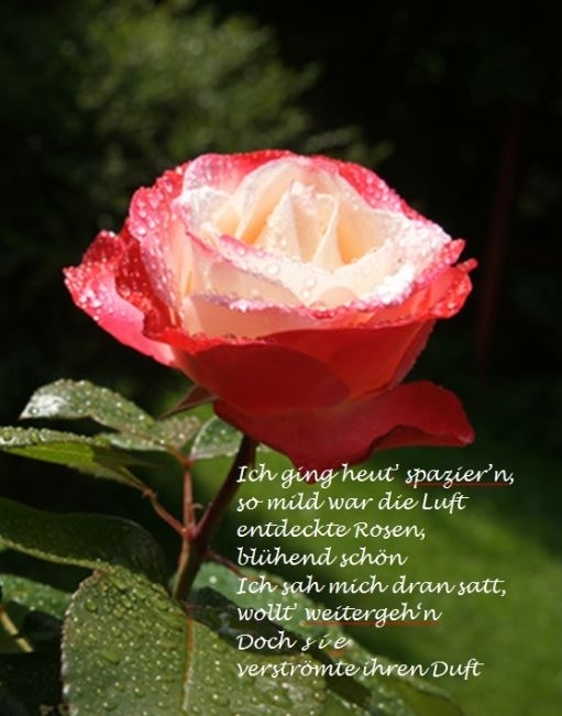 Bildgedicht: Die Rose