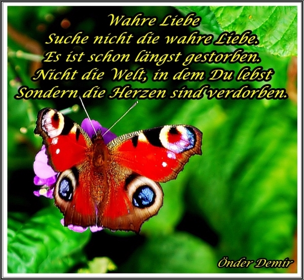 Bildgedicht: Wahre Liebe