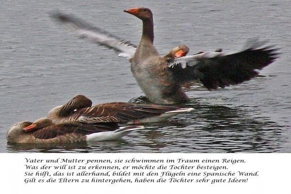 Bildgedicht: Gänsehochzeit