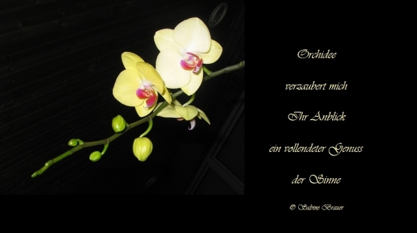 Bildgedicht: Orchidee