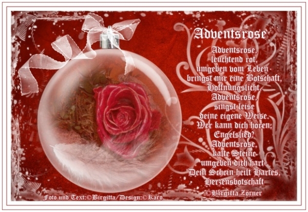 Bildgedicht: Adventsrose