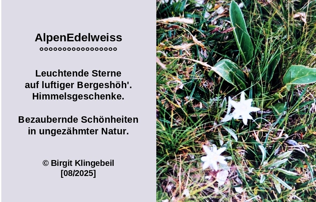 Bildgedicht: AlpenEdelweiß