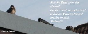Vorschau Bildgedicht: Seht die Vögel