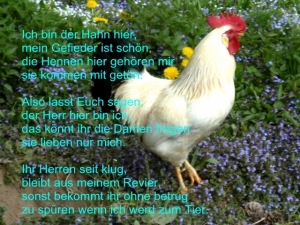 Vorschau Bildgedicht: Ich bin der Hahn