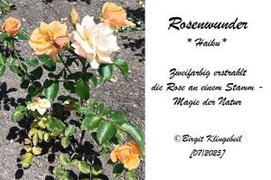 Vorschau Bildgedicht: Rosenwunder