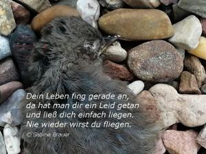 Vorschau Bildgedicht: Tod eines jungen Vogels