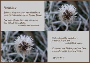 Vorschau Bildgedicht: Wintergedanken einer Pusteblume