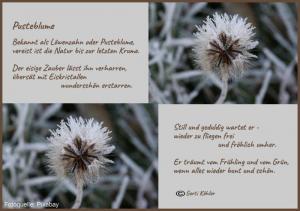 Vorschau Bildgedicht: Wintergedanken einer Pusteblume