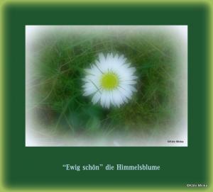 Vorschau Bildgedicht: Meine Himmelsblume