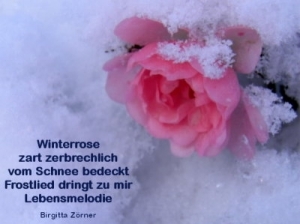 Vorschau Bildgedicht: Winterrose