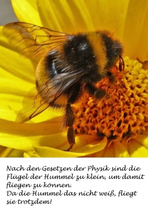 Vorschau Bildgedicht: Die Hummel