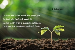 Vorschau Bildgedicht: Schicksal