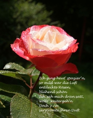 Vorschau Bildgedicht: Die Rose