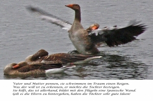 Vorschau Bildgedicht: Gänsehochzeit