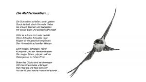 Vorschau Bildgedicht: Die Mehlschwalbe