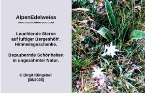 Vorschau Bildgedicht: AlpenEdelweiß