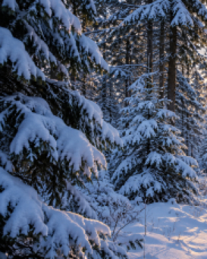 Profilfoto von January Snow