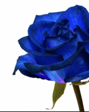 Profilfoto von Blaue Blume