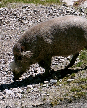 Profilfoto von AepfelundBirnen