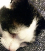 Profilfoto von Nyan Cat